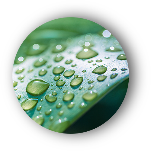 CircleGreen